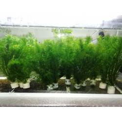 Egeria Densa
