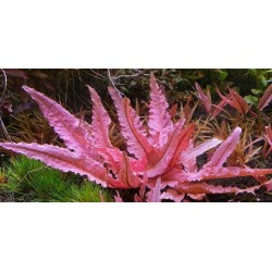 Cryptocoryne Flamingo