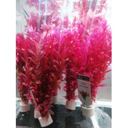 Rotala Macrandra