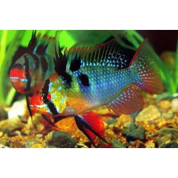 Papiliochromis ramirezi