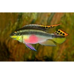 Pelvicachromis pulcher