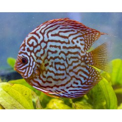 Discus 5cm mix