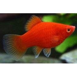 Platy Corallo