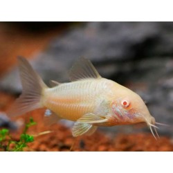 Corydoras paleatus Albino