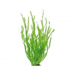 Vallisneria spiralis