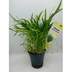 Lilaeopsis novae-zelandiae