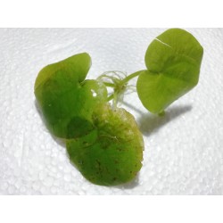 Limnobium laevigatum