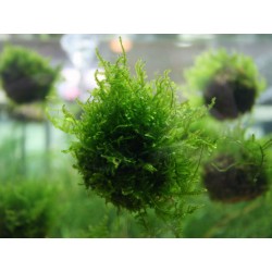 Biosphere floating ball