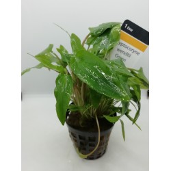 Cryptocorine wendtii