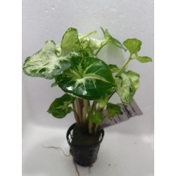 Syngonium white green