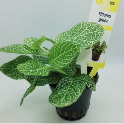 Fittonia green