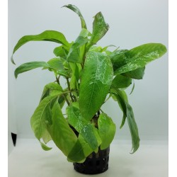 Hygrophila corymbosa