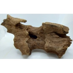 Radice Mangrovia Dragon