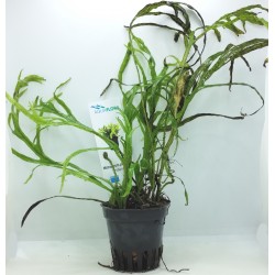 Microsorum pteropus Trident
