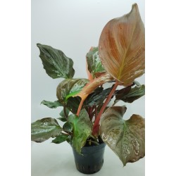 Homalomena humilis