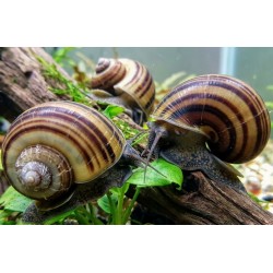 Lumaca Marisa rotula