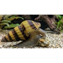 Lumaca Killer Anentome Helena