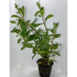 Hygrophila polysperma