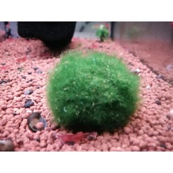 Cladophora / Marimo