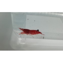 Caridina Red