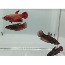 Betta splendens Halfmoon...