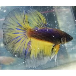 Betta HalfMoon Maschi