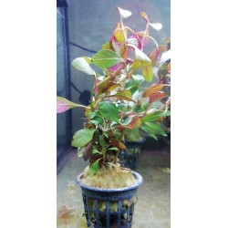 Ludwigia Super Red