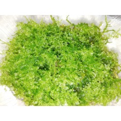 Vesicularia Christmas moss
