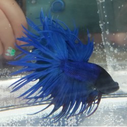 Betta Crown Maschio