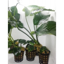 Offerta 5 Anubias