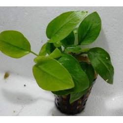 Anubias Nana Golden