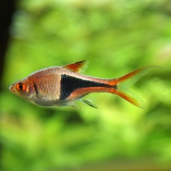 Rasbora heteromorpha XL