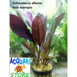 Echinodorus Aflame