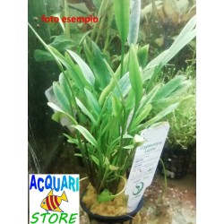 Cryptocoryne lucens