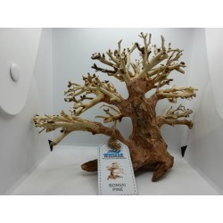 Bonsai Pine Small