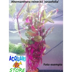 Alternanthera Rosaefolia
